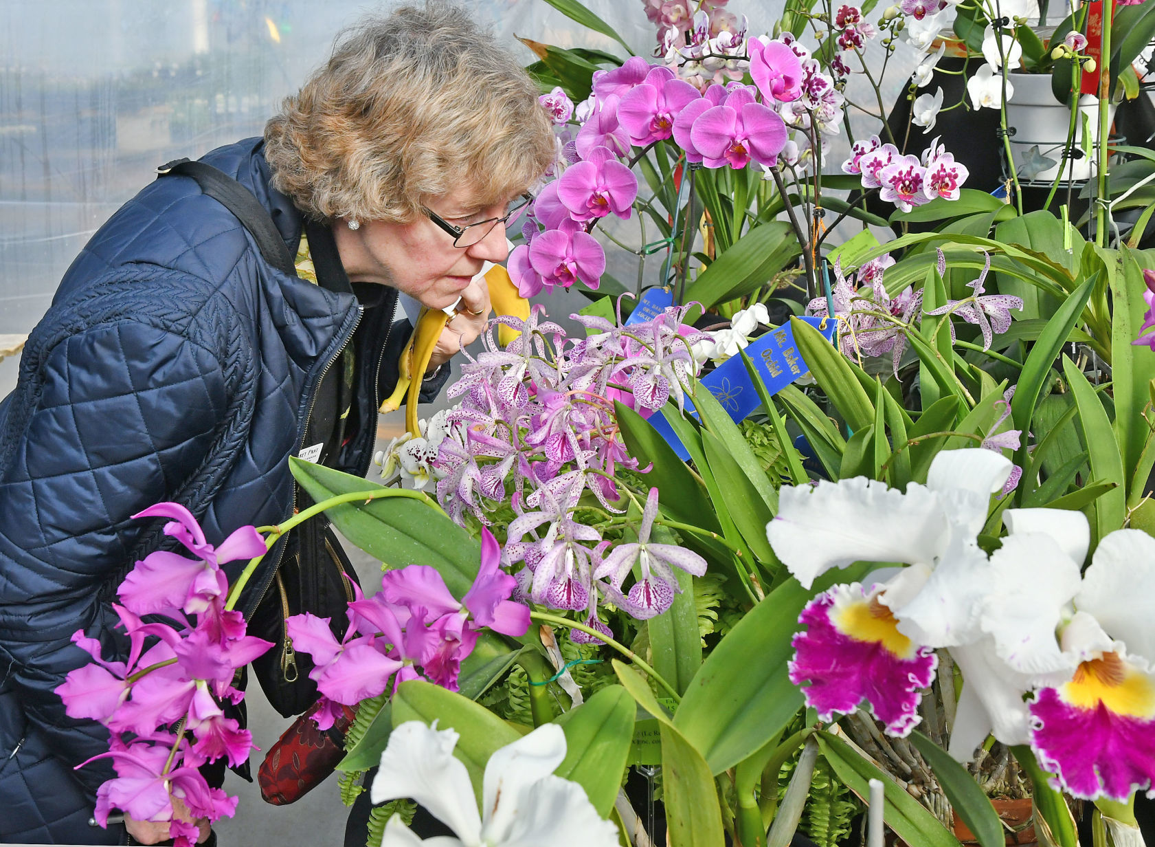 Smelling orchids